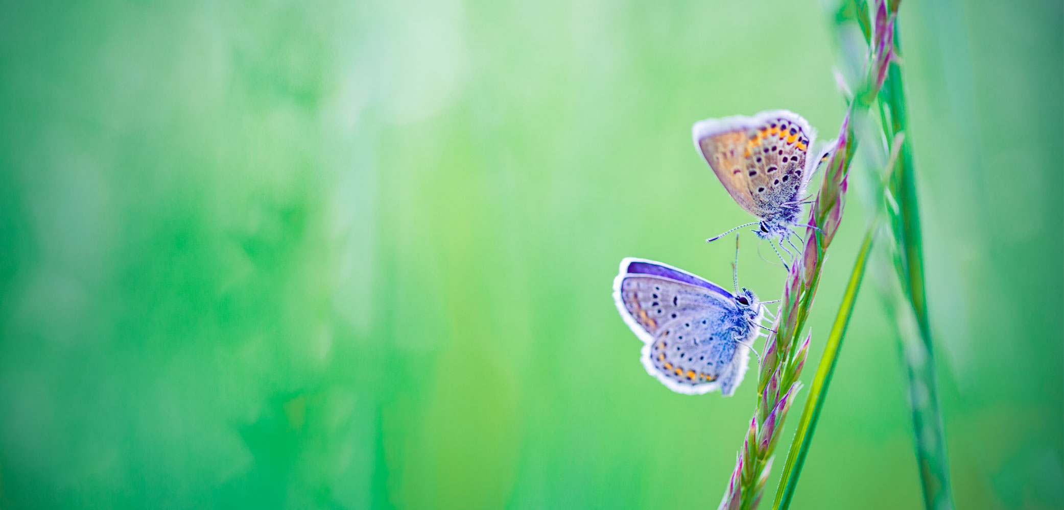 Bodywork Classes background