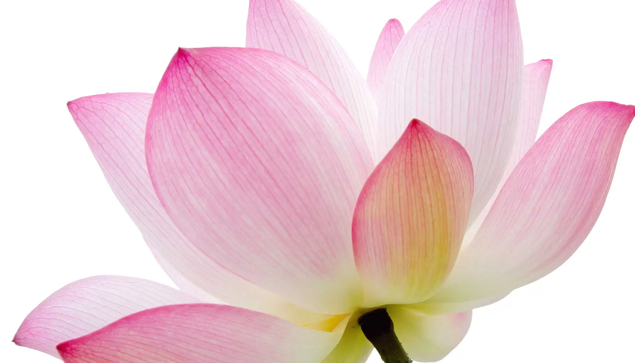 The Art of Massage background